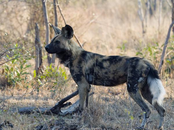 Hyenahond (Lycaon pictus)